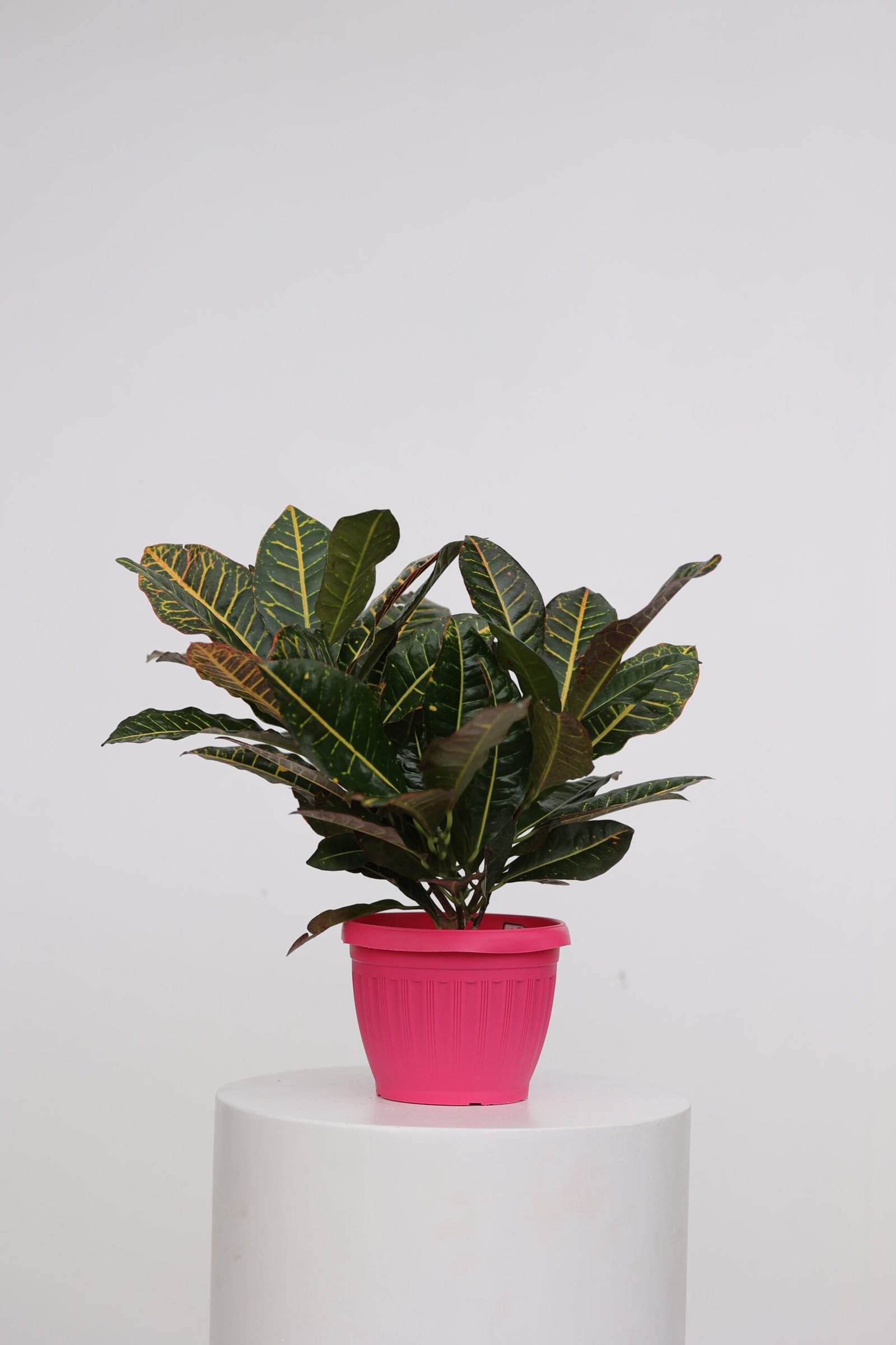 FE5A9548 كروتون - الصورة 1