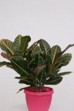 كروتون - الصورة 2